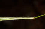 Openflower rosette grass